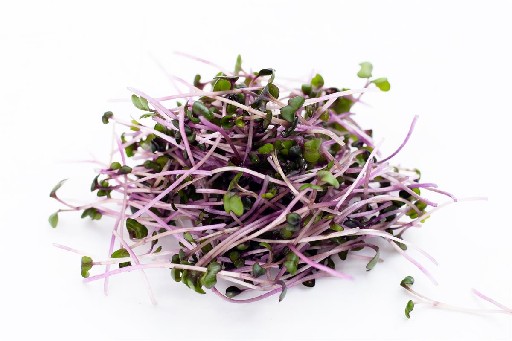 ROTKOHLSPROSSEN SCHALE/ KILO Rotkohl Sprossen