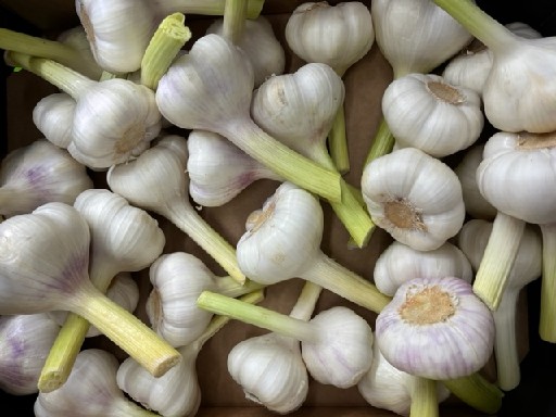 KNOBLAUCH FRISCH KG Knoblauch frisch kg