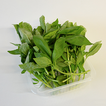 BASILIKUM 100G SCHALE Basilikum 100g Schale