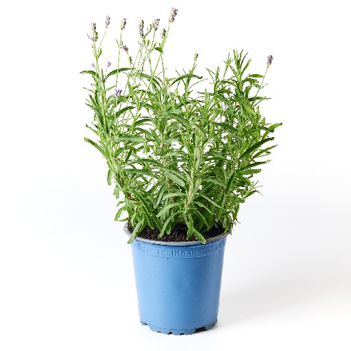 KRÄUTERTOPF "LAVENDEL" 13CM  Kräutertopf "Lavendel"