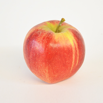 BIO APFEL ELSTAR (473) 12 KG KISTE    (DE-ÖKO-039) Bio Apfel Elstar 12 kg