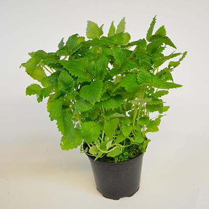 Kräutertopf "Zitronenmelisse" 13cm