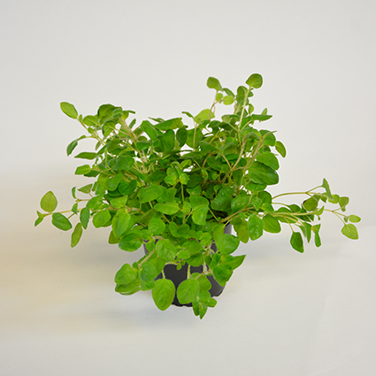 KRÄUTERTOPF "OREGANO" 13cm  STÜCK Kräutertopf "Oregano" 13cm Stück