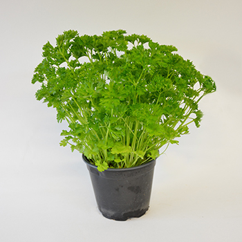 Kräutertopf "Petersilie kraus" 13cm