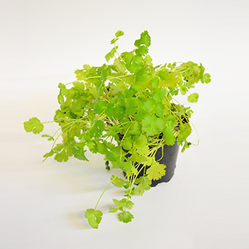 KRÄUTERTOPF "KORIANDER" 13CM STÜCK Kräutertopf "Koriander" 13cm Stück