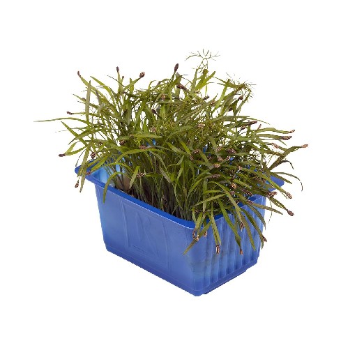 Koppert Olympia Kresse 60g