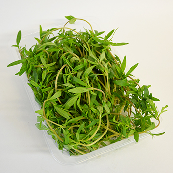 BOHNENKRAUT 100G SCHALE Bohnenkraut 100g Schale