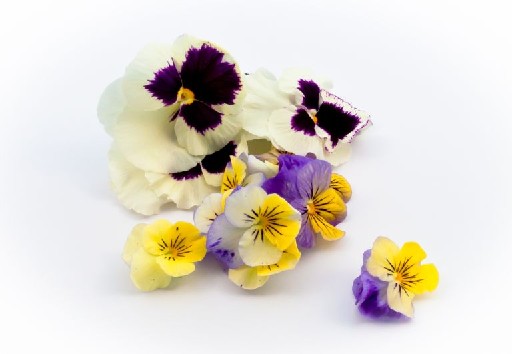 KOPPERT ANISE BLOSSOM SCHALE Koppert Anise Blossom