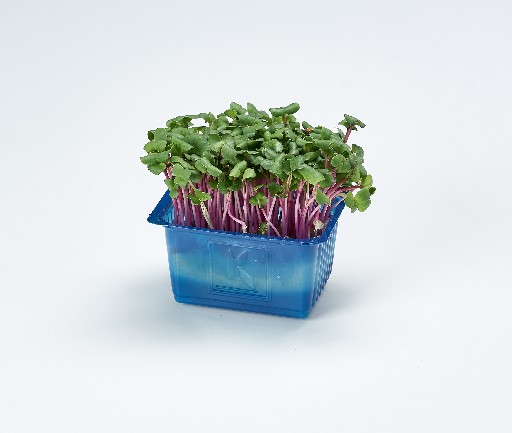 KOPPERT CHILI KRESSE SCHALE  Koppert Chili Kresse Schale 