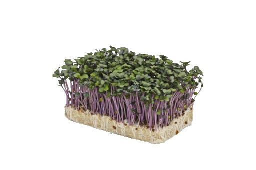 KOPPERT PURPER KRESSE SCHALE (NL-BIO-01) Koppert Purper Kresse Schale 