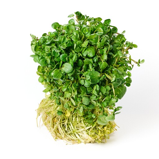 WASSERKRESSE FEIN 100G Bund Wasserkresse, fein, Bund