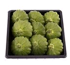 MINI PATISSON GRÜN SCHALE / KG Mini Patisson Grün Schale / kg