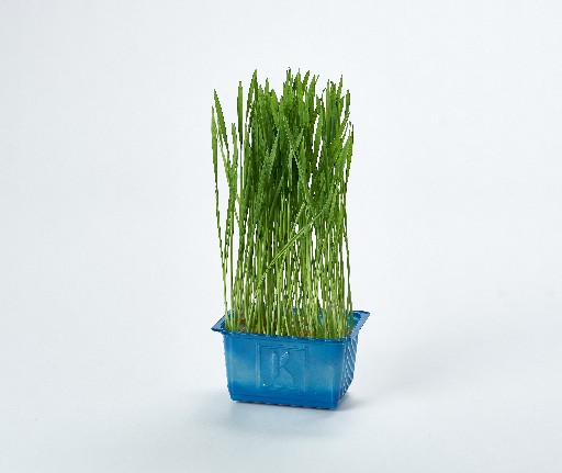 KOPPERT WHEATGRASS SCHALE Koppert Wheat Grass