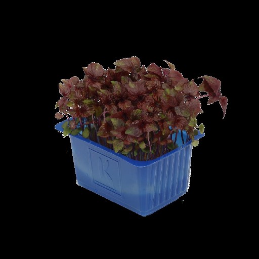 KOPPERT SHISO KRESSE ROT SCHALE Koppert Shiso Kresse Rot 