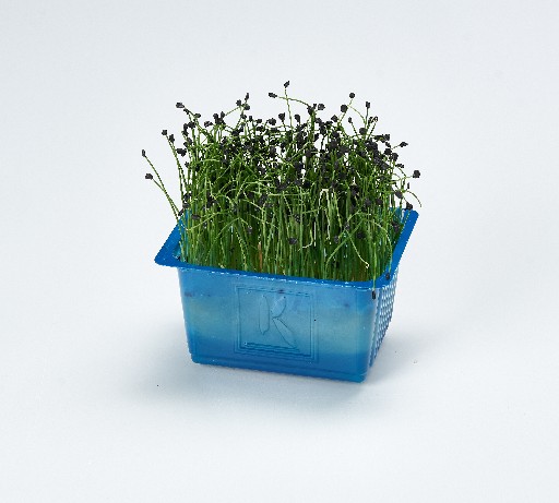 KOPPERT ROCK CHIVES KRESSE SCHALE Koppert Rock Chieves Kresse Schale