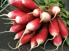 RADIESCHEN ROT/WEISS MIT GRÜN   BUND Radieschen Rot-Weiss mit Grün Bund