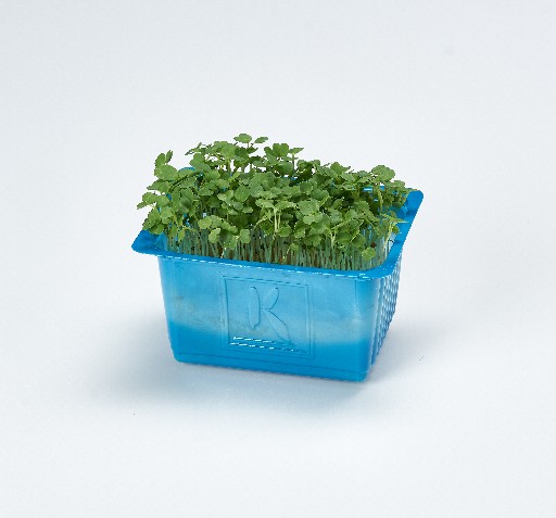 KOPPERT RUCOLA KRESSE SCHALE Koppert Rucola Kresse Schale