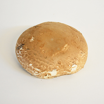 CHAMPIGNONS PORTOBELLA 1,5KG KISTE Champignons Portobello 1,5kg Kiste
