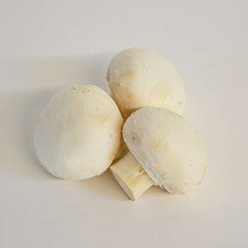 CHAMPIGNON MITTEL Champignon mittel
