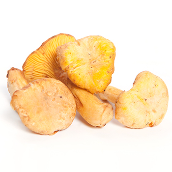 PFIFFERLINGE MITTEL SORTIERT KG Pfifferlinge mittel sortiert 1,0kg Korb