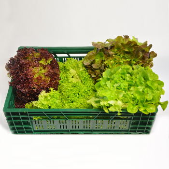 MIXSALAT 10ER  KISTE / KILO Mixsalat 10er kg