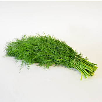 DILL 100G Dill Bund