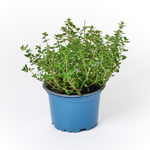 KRÄUTERTOPF "ZITRONENTHYMIAN" 13CM Kräutertopf "Zitronenthymian"