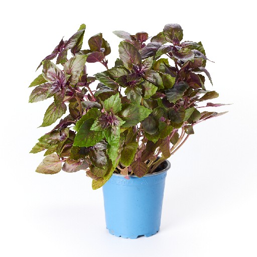 KRÄUTERTOPF "BASILIKUM ROT" 13CM  Kräutertopf "Basilikum Rot" 13cm