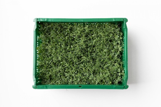 urbanfarmup Kresse Erbse 6 Pad Kiste