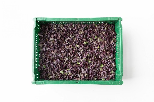 urbanfarmup Kresse Radieschen 6 Pad Kiste