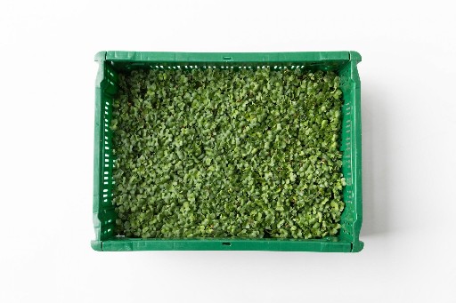 urbanfarmup Kresse Rettich (Daikon) 6 Pad Kiste