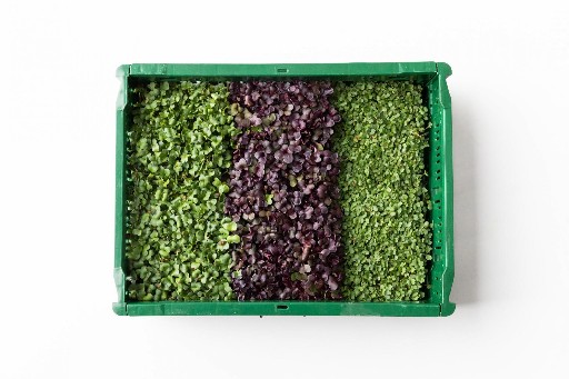 urbanfarmup Kresse Garten Mix 2x3 Pad Kiste