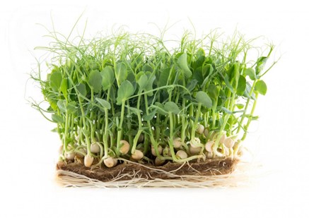 urbanfarmup Kresse Erbse (Afilla) 1er Pad