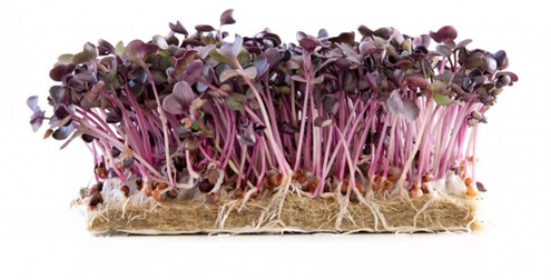 urbanfarmup Kresse Radieschen (Sakura Rot) 1er Pad