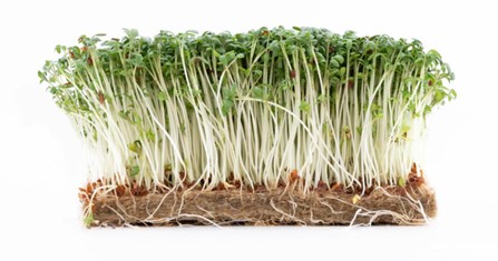 urbanfarmup Kresse Rettich (Daikon) 1er Pad