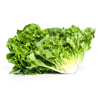 ENDIVIEN SALAT Endivie
