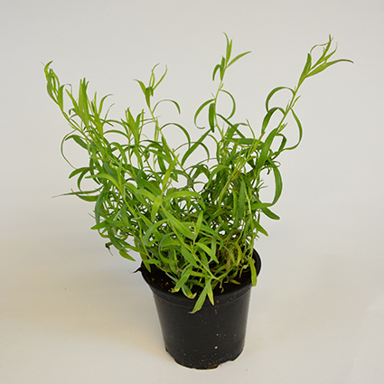 Kräutertopf "Estragon" 13cm