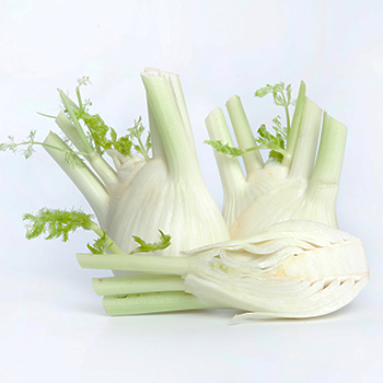 FENCHEL Fenchel