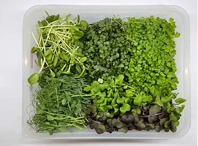MICROGREENS SAMPLE - BOX 190G MicroGreens Sample - Box 190g