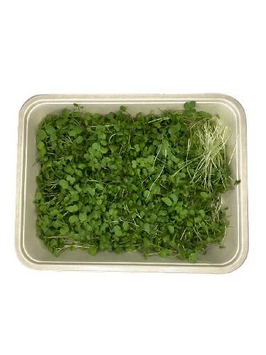 MICROGREENS BROKKOLI 75 GRAMM MicroGreens Brokkoli 75g