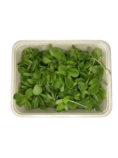 MICROGREENS BORRETSCH 50 GRAMM MicroGreens Borretsch 50g