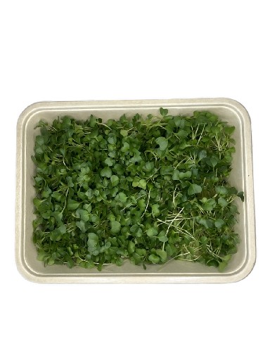 MICROGREENS GRÜNKOHL 75 GRAMM MicroGreens Grünkohl 75g