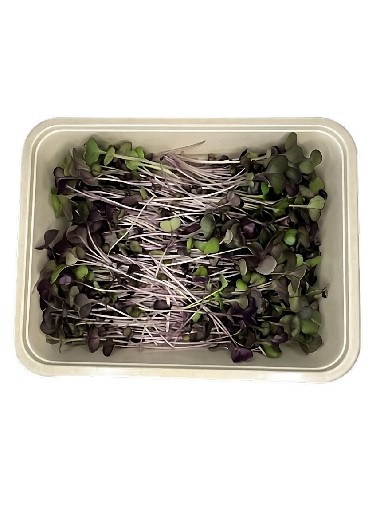 MICROGREENS RADIESCHEN - RED VULCANO 100 GRAMM MicroGreens Radieschen - Red Vulcano 100g