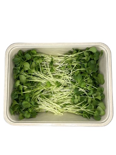 MICROGREENS RETTICH 100 GRAMM MicroGreens Rettich 100g