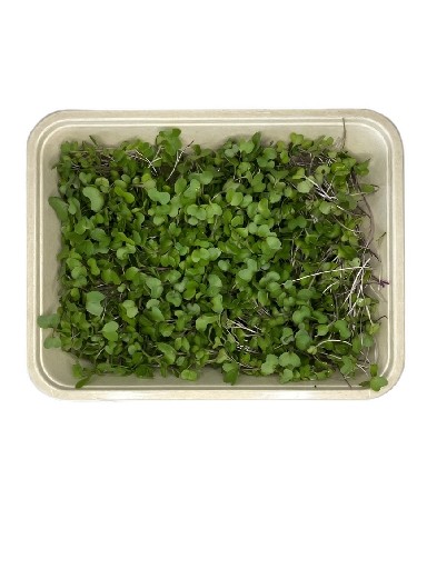 MICROGREENS ROTKOHL 75 GRAMM MicroGreens Rotkohl 75g