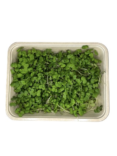 MICROGREENS SENF 75 GRAMM MicroGreen Senf 75g