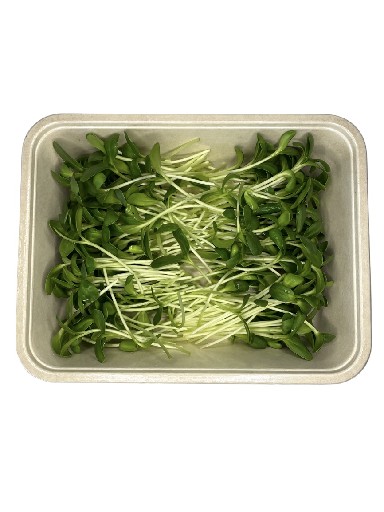MICROGREENS SONNENBLUMEN 100 GRAMM MicroGreens Sonnenblumen 100g