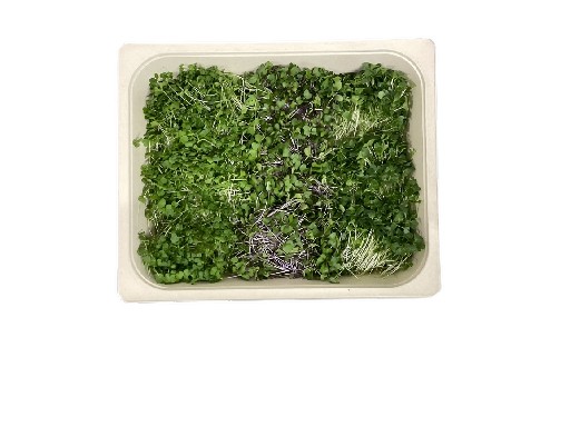 MICROGREENS MIX BROKKOLI/GRÜNKOHL/ROTKOHL 150 GRAMM MicroGreen Mix Brokkoli/Grünkohl/Rotkohl 150g