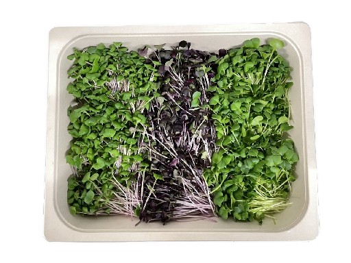 MICROGREENS MIX RETTICH/RADIESCHEN (GRÜN/ROT) 200 GRAMM MicroGreen Mix Rettich/Radieschen (Grün/Rot) 200g