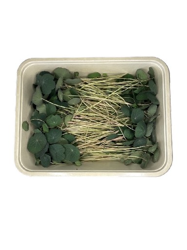 MICROGREENS KAPUZINERGREENS 50 GRAMM MicroGreens KapuzinerGreens 50g